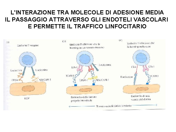 L'INTERAZIONE TRA MOLECOLE DI ADESIONE MEDIA IL PASSAGGIO ATTRAVERSO GLI ENDOTELI VASCOLARI E PERMETTE