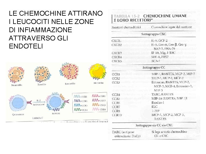 LE CHEMOCHINE ATTIRANO I LEUCOCITI NELLE ZONE DI INFIAMMAZIONE ATTRAVERSO GLI ENDOTELI 