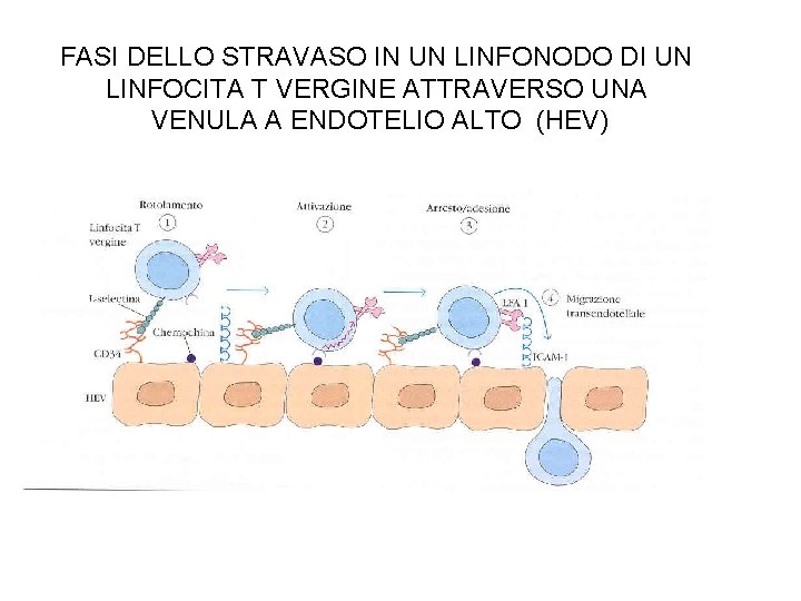 FASI DELLO STRAVASO IN UN LINFONODO DI UN LINFOCITA T VERGINE ATTRAVERSO UNA VENULA