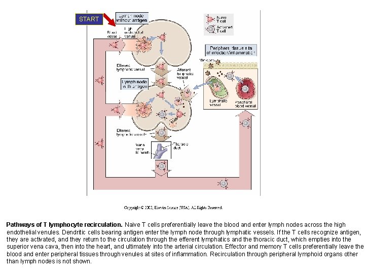 START Pathways of T lymphocyte recirculation. Naive T cells preferentially leave the blood and