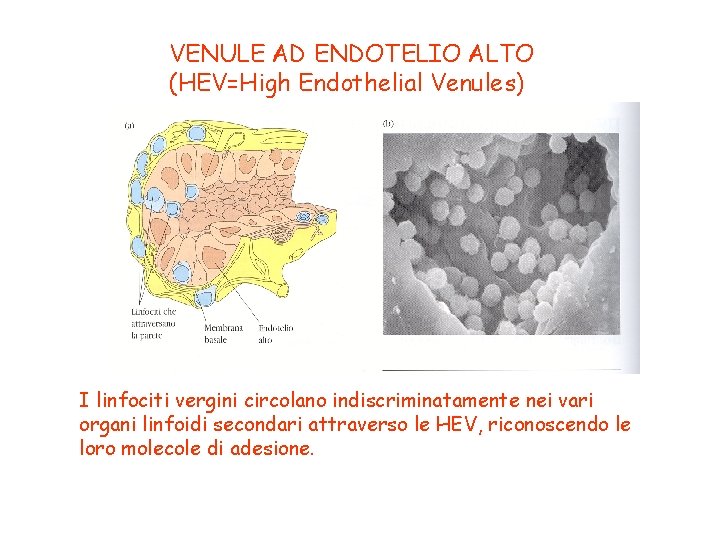 VENULE AD ENDOTELIO ALTO (HEV=High Endothelial Venules) I linfociti vergini circolano indiscriminatamente nei vari