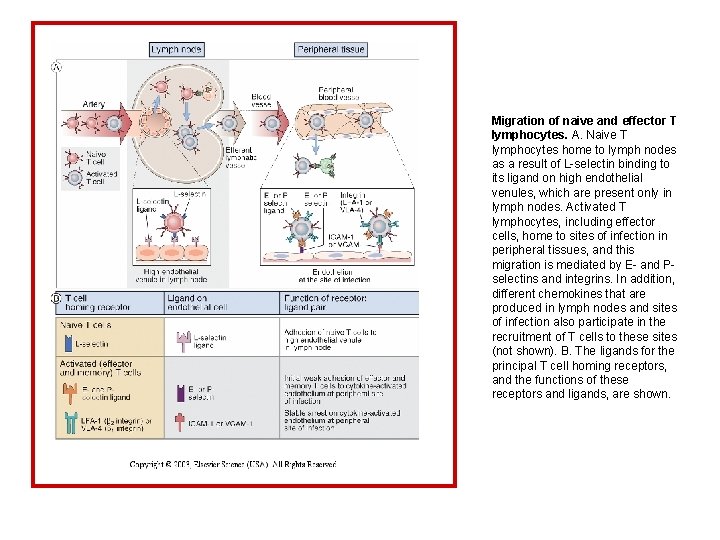 Migration of naive and effector T lymphocytes. A. Naive T lymphocytes home to lymph