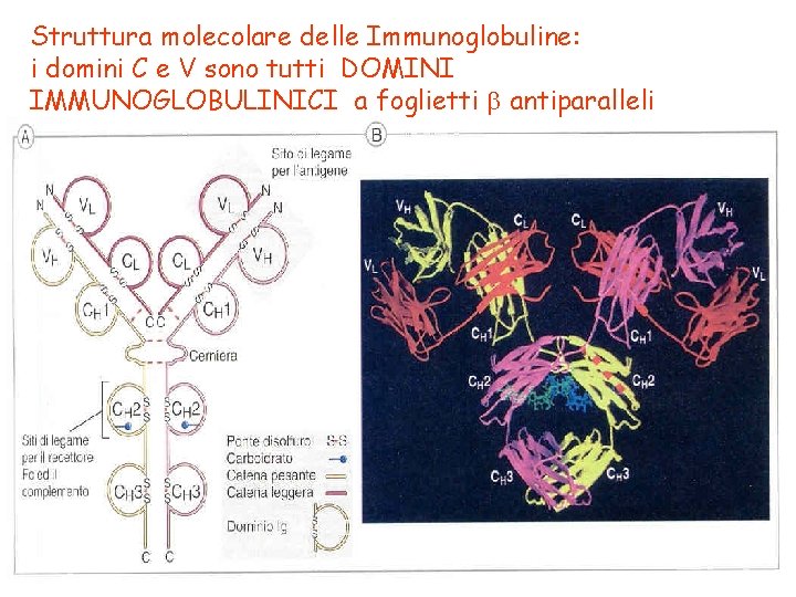 Struttura molecolare delle Immunoglobuline: i domini C e V sono tutti DOMINI IMMUNOGLOBULINICI a