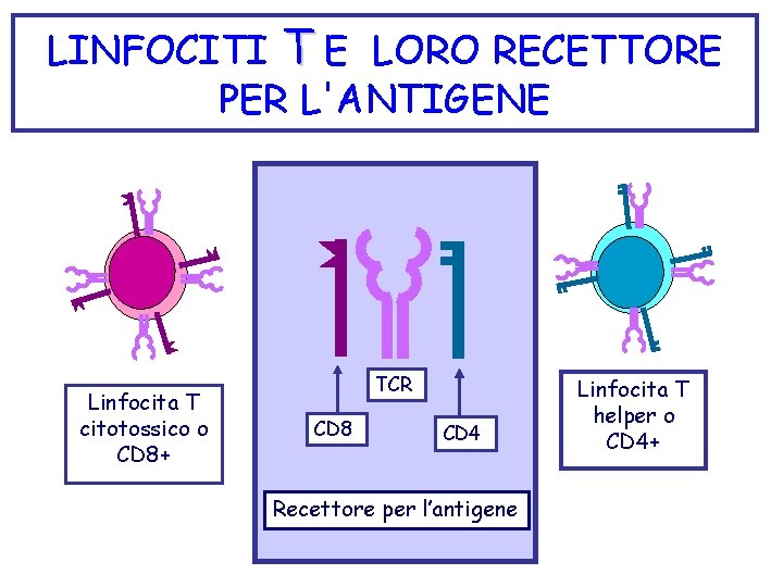 LINFOCITI T E LORO RECETTORE PER L'ANTIGENE Linfocita T citotossico o CD 8+ TCR