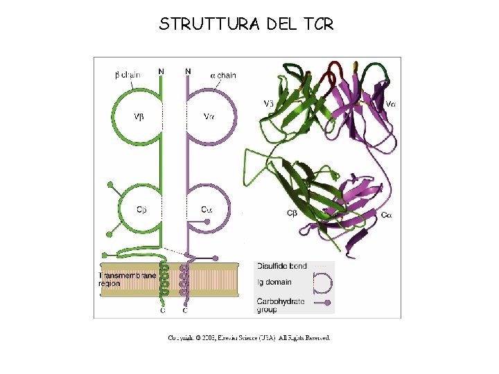 STRUTTURA DEL TCR 