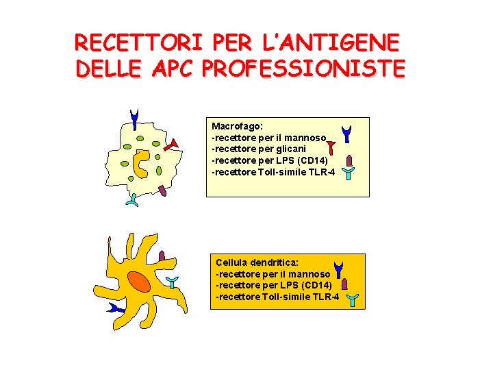 RECETTORI PER L’ANTIGENE DELLE APC PROFESSIONISTE Macrofago: -recettore per il mannoso -recettore per glicani