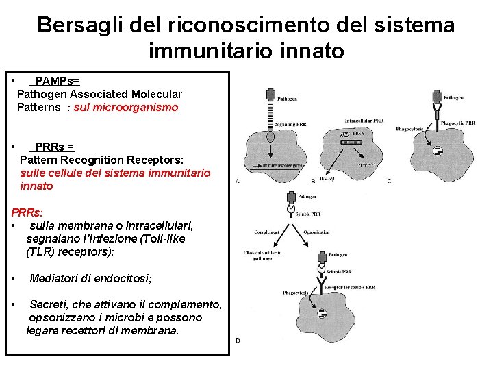 Bersagli del riconoscimento del sistema immunitario innato • PAMPs= Pathogen Associated Molecular Patterns :