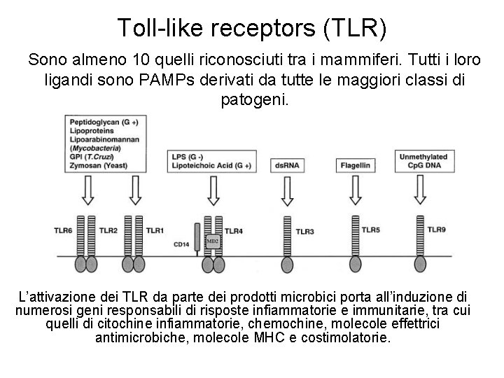 Toll-like receptors (TLR) Sono almeno 10 quelli riconosciuti tra i mammiferi. Tutti i loro