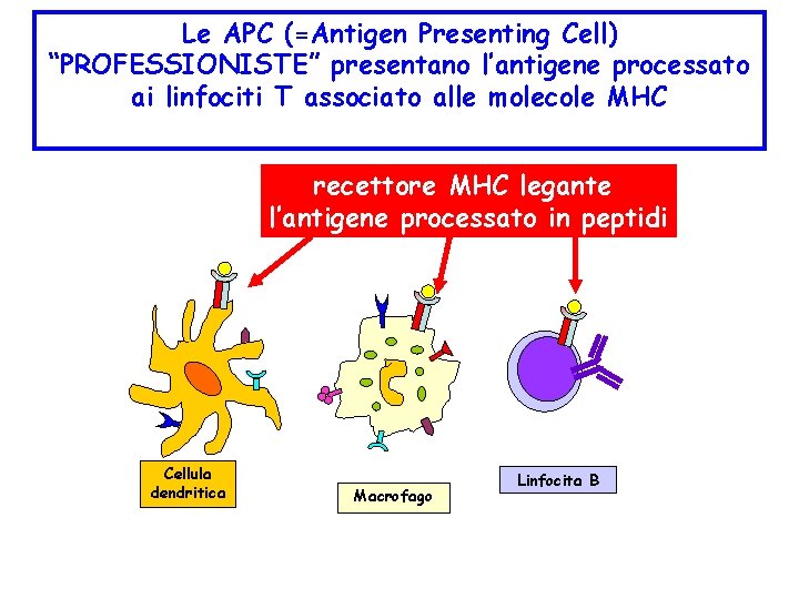 Le APC (=Antigen Presenting Cell) “PROFESSIONISTE” presentano l’antigene processato ai linfociti T associato alle