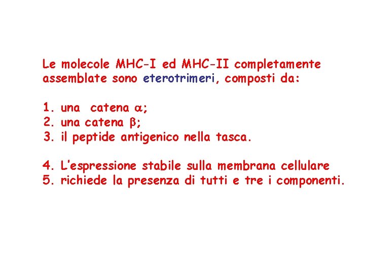 Le molecole MHC-I ed MHC-II completamente assemblate sono eterotrimeri, composti da: 1. una catena