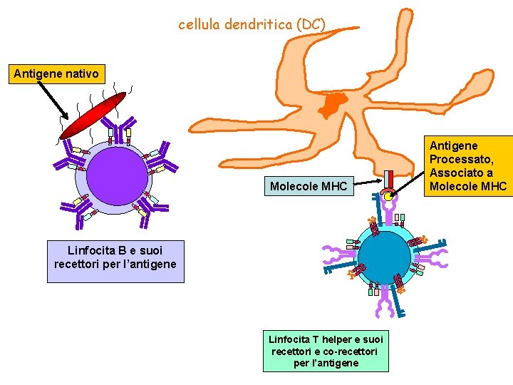 cellula dendritica (DC) Antigene nativo Molecole MHC Linfocita B e suoi recettori per l’antigene