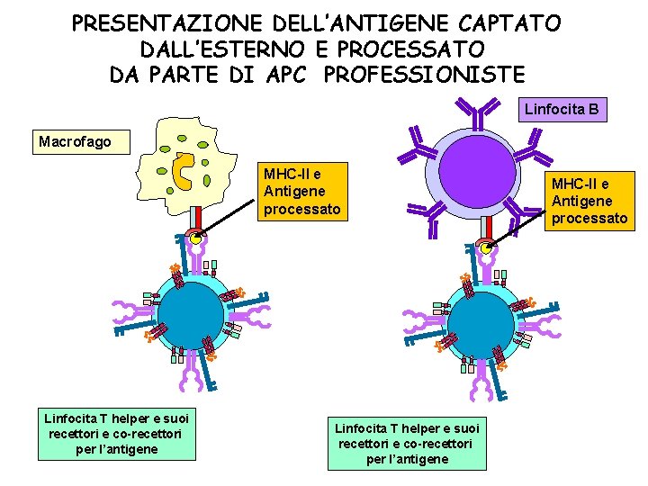 PRESENTAZIONE DELL’ANTIGENE CAPTATO DALL’ESTERNO E PROCESSATO DA PARTE DI APC PROFESSIONISTE Linfocita B Macrofago