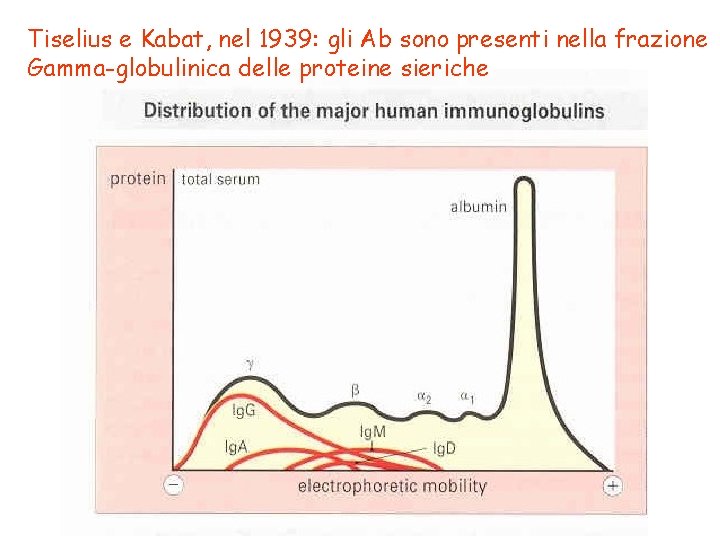 Tiselius e Kabat, nel 1939: gli Ab sono presenti nella frazione Gamma-globulinica delle proteine