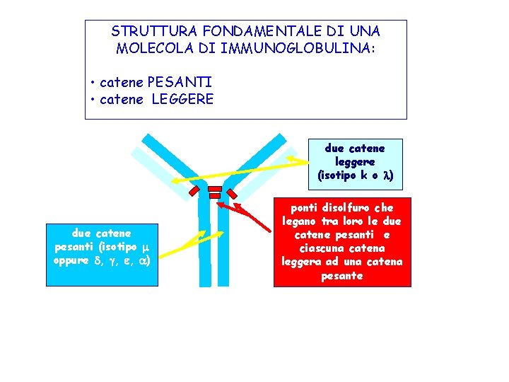 STRUTTURA FONDAMENTALE DI UNA MOLECOLA DI IMMUNOGLOBULINA: • catene PESANTI • catene LEGGERE due