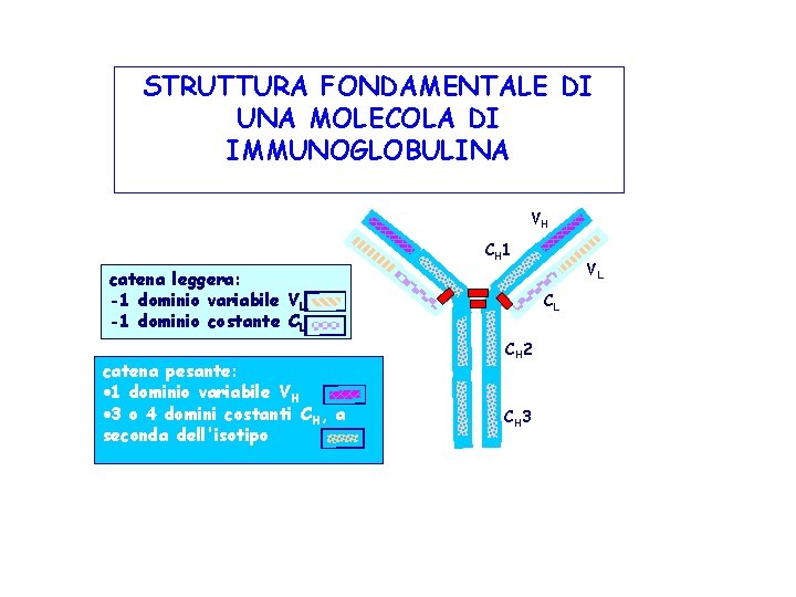 STRUTTURA FONDAMENTALE DI UNA MOLECOLA DI IMMUNOGLOBULINA VH CH 1 catena leggera: -1 dominio