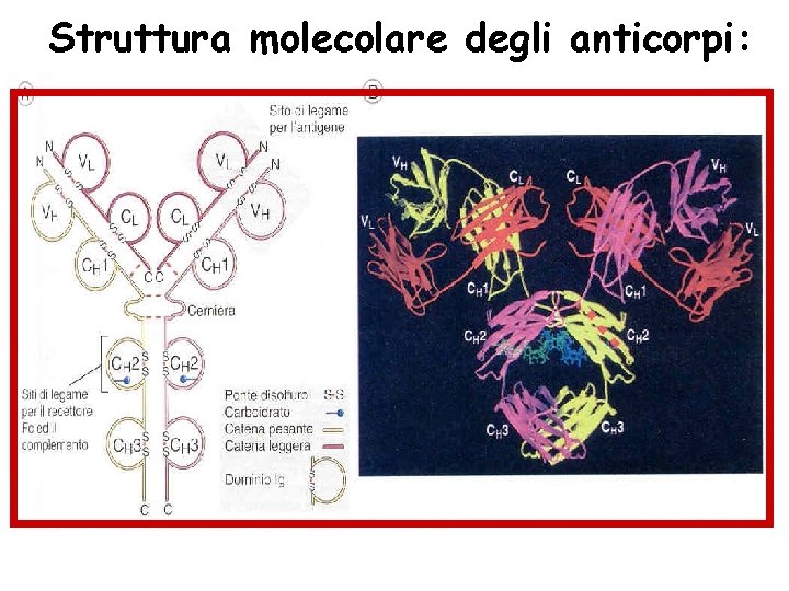 Struttura molecolare degli anticorpi: 