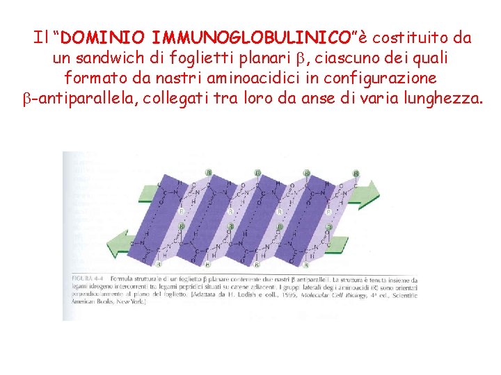 Il “DOMINIO IMMUNOGLOBULINICO”è costituito da un sandwich di foglietti planari , ciascuno dei quali