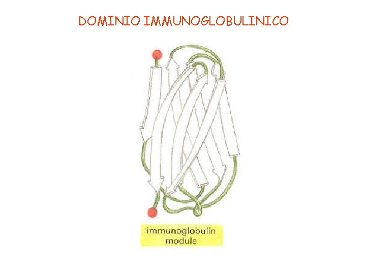 DOMINIO IMMUNOGLOBULINICO 
