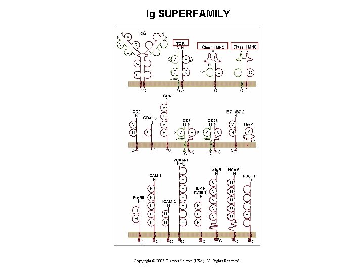 Ig SUPERFAMILY 