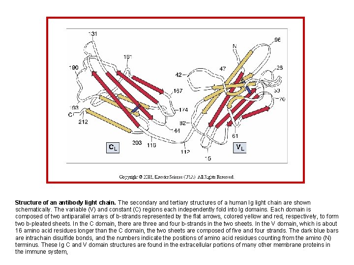 Structure of an antibody light chain. The secondary and tertiary structures of a human