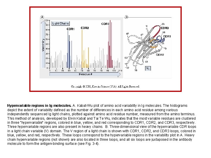Hypervariable regions in Ig molecules. A. Kabat-Wu plot of amino acid variability in Ig