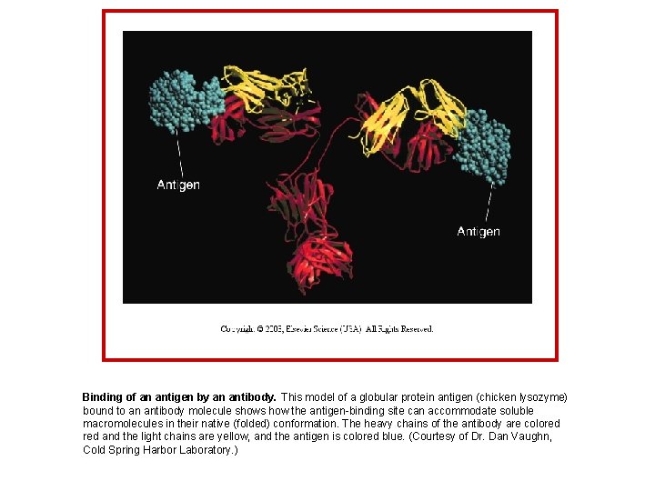 Binding of an antigen by an antibody. This model of a globular protein antigen