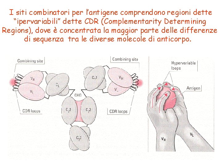 I siti combinatori per l’antigene comprendono regioni dette “ipervariabili” dette CDR (Complementarity Determining Regions),