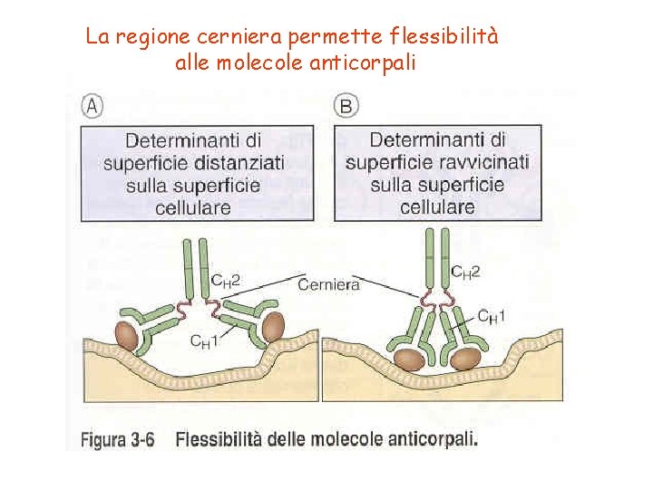 La regione cerniera permette flessibilità alle molecole anticorpali 