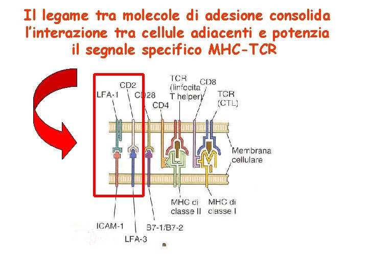 Il legame tra molecole di adesione consolida l’interazione tra cellule adiacenti e potenzia il