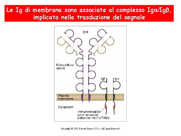 Le Ig di membrana sono associate al complesso Ig Ig , implicato nella trasduzione