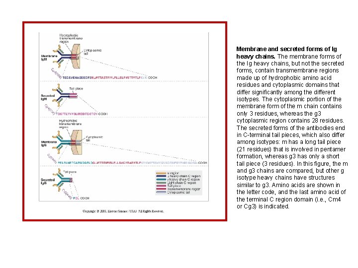 Membrane and secreted forms of Ig heavy chains. The membrane forms of the Ig