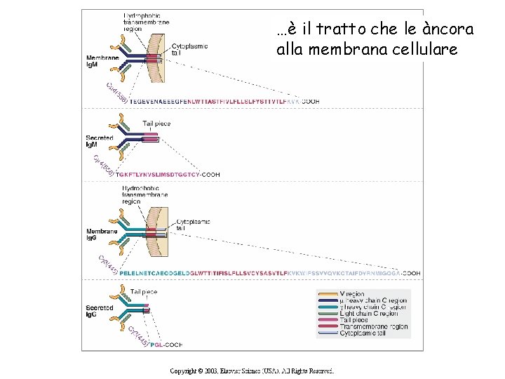 …è il tratto che le àncora alla membrana cellulare 