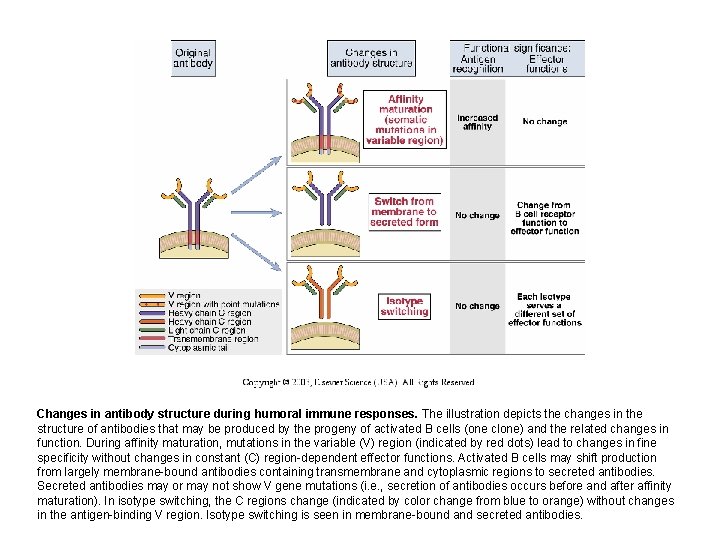Changes in antibody structure during humoral immune responses. The illustration depicts the changes in