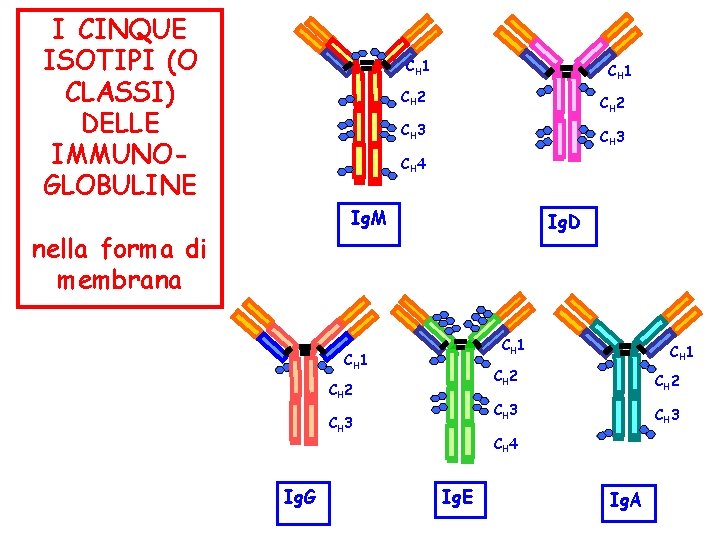 I CINQUE ISOTIPI (O CLASSI) DELLE IMMUNOGLOBULINE CH 1 CH 2 CH 3 CH