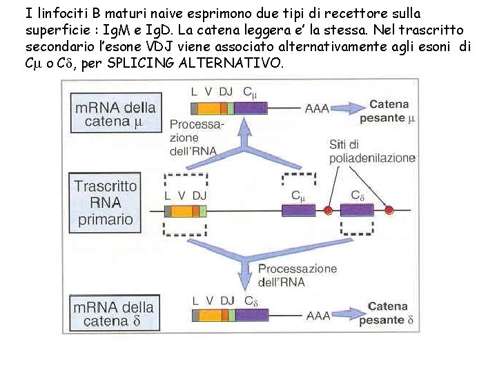 I linfociti B maturi naive esprimono due tipi di recettore sulla superficie : Ig.