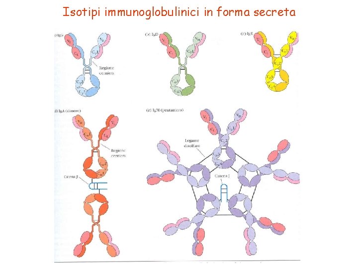 Isotipi immunoglobulinici in forma secreta 