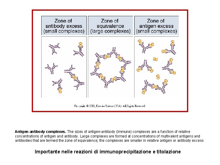 Antigen-antibody complexes. The sizes of antigen-antibody (immune) complexes are a function of relative concentrations