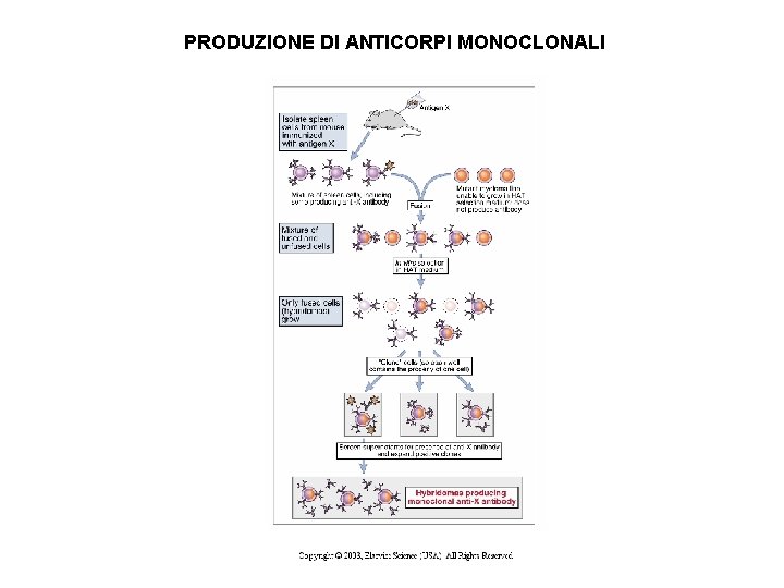 PRODUZIONE DI ANTICORPI MONOCLONALI 