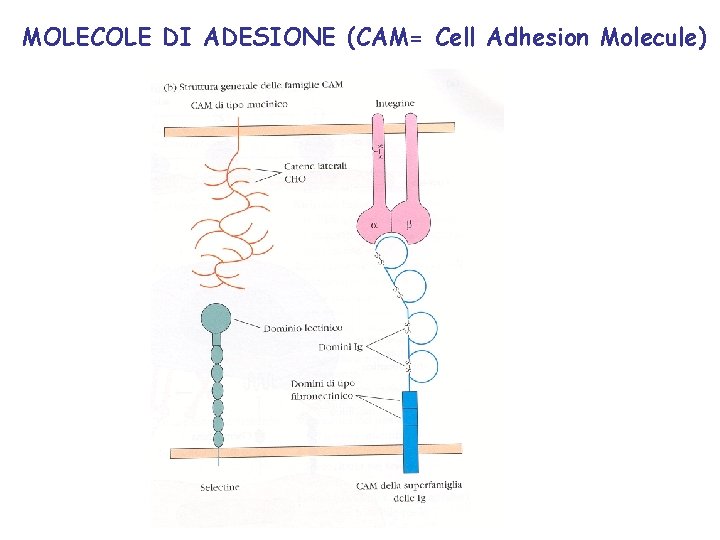 MOLECOLE DI ADESIONE (CAM= Cell Adhesion Molecule) 