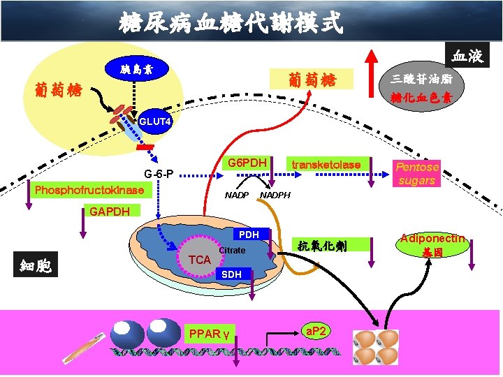 糖尿病血糖代謝模式 血液 胰島素 葡萄糖 三酸苷油脂 糖化血色素 GLUT 4 G 6 PDH G-6 -P Phosphofructokinase