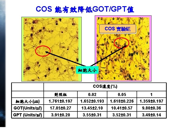 COS 能有效降低GOT/GPT值 COS 實驗組 Control 細胞大小 COS濃度(%) 對照組 0. 02 0. 05 1 細胞大小(㎛)