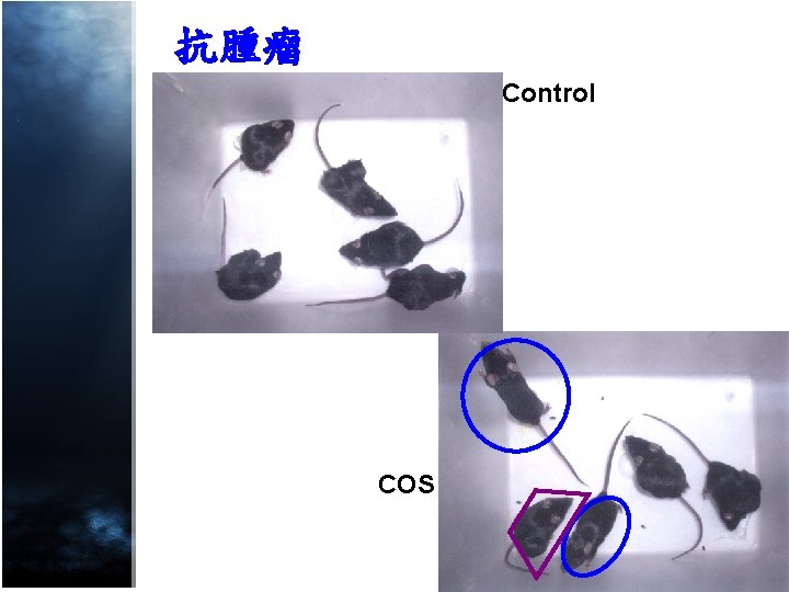 抗腫瘤 Control COS 