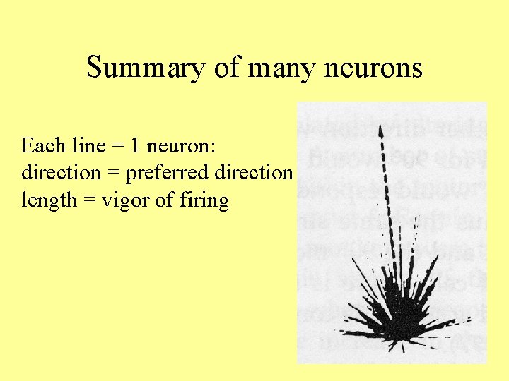 Summary of many neurons Each line = 1 neuron: direction = preferred direction length