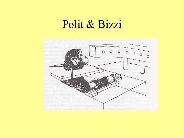 Polit & Bizzi 