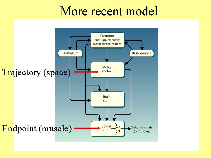 More recent model Trajectory (space) Endpoint (muscle) 