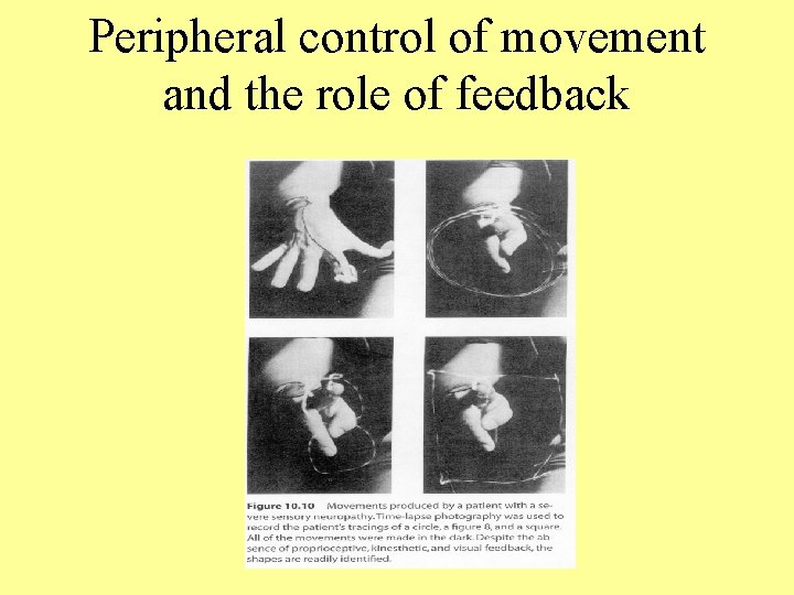 Peripheral control of movement and the role of feedback 