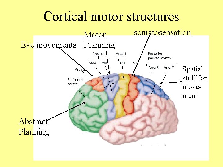 Cortical motor structures Motor Eye movements Planning somatosensation Spatial stuff for movement Abstract Planning