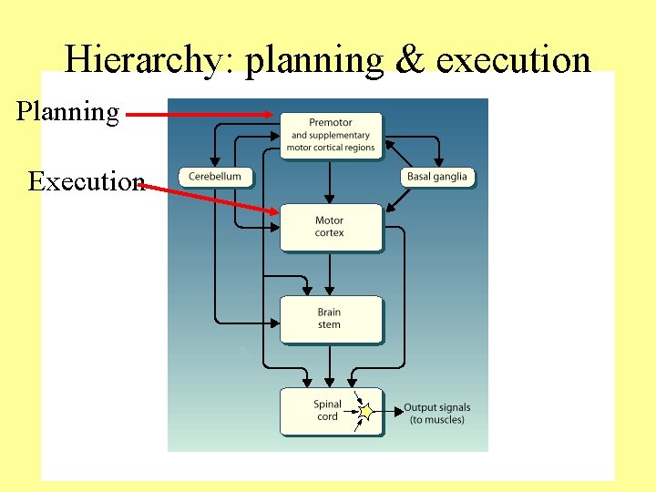 Hierarchy: planning & execution Planning Execution 