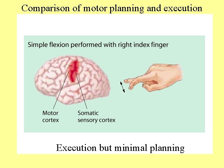 Comparison of motor planning and execution Execution but minimal planning 