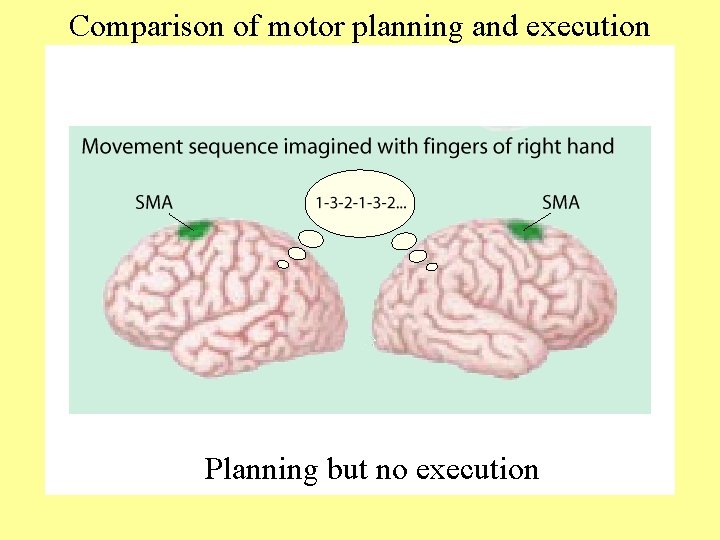 Comparison of motor planning and execution Planning but no execution 